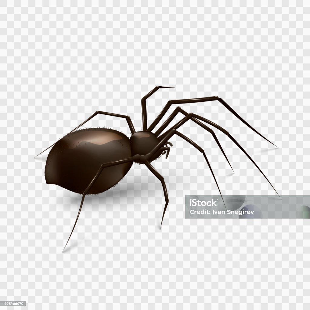 spider isolated on a transparent background Stock vector illustration spider isolated on a transparent background. EPS 10 Spider stock vector