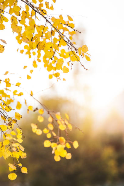 istock Golden Autumn Leaves In Forest 998467882
