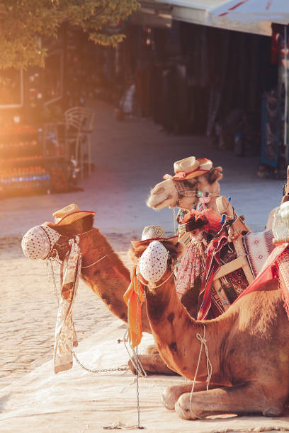 istock Funny Camels sleeping on ground with cowboy hat 998471818