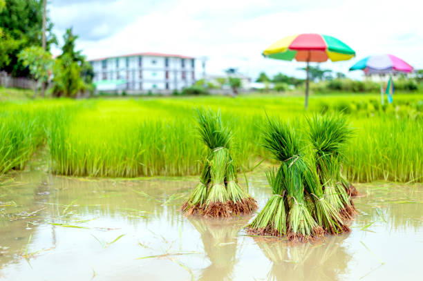 istock farmer work. rice seedlings are ready for planting with soft-focus and over light in the background 998476774
