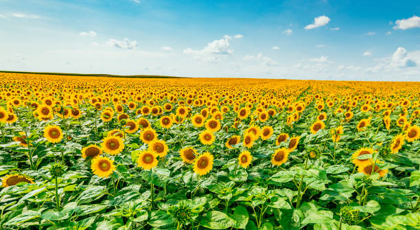 schöne landschaften von sonnenblumen im sommer - sunflower field scenics landscape stock-fotos und bilder