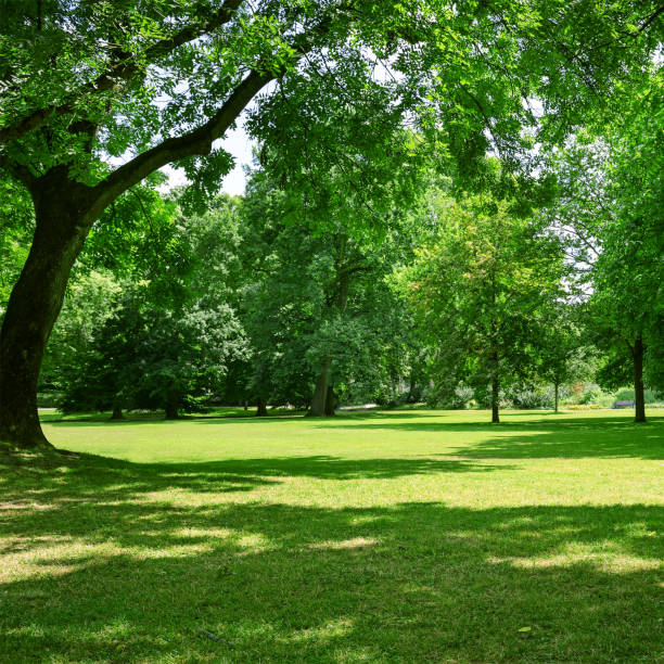 istock Meadow in the park 998489668