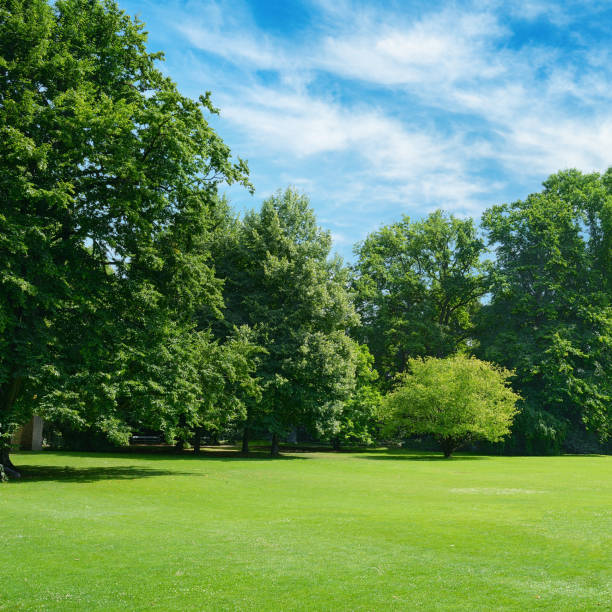 istock Green glade covered with grass in park. 998492236