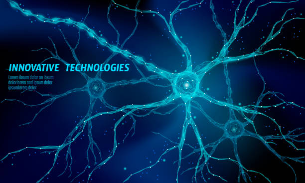 illustrazioni stock, clip art, cartoni animati e icone di tendenza di neurone umano basso concetto di anatomia poli. tecnologia della rete neurale artificiale scienza scienza cloud computing. ai 3d sistema di biologia astratta. illustrazione vettoriale incandescente blu poligonale - sinapsi