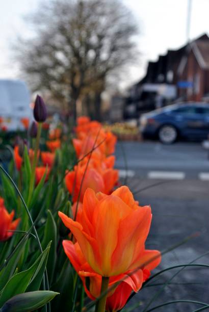 istock a line of orange tulips 998519436