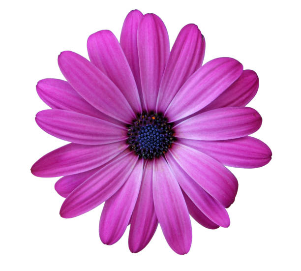istock Flower of African daisy 998519526