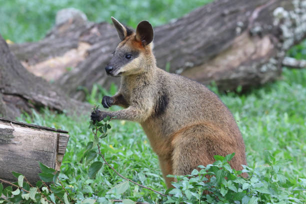 istock Wallaby standing with food in hands 998548010