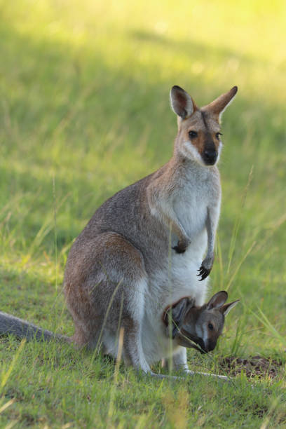 istock Wallaby with a big baby in her pouch 998552524