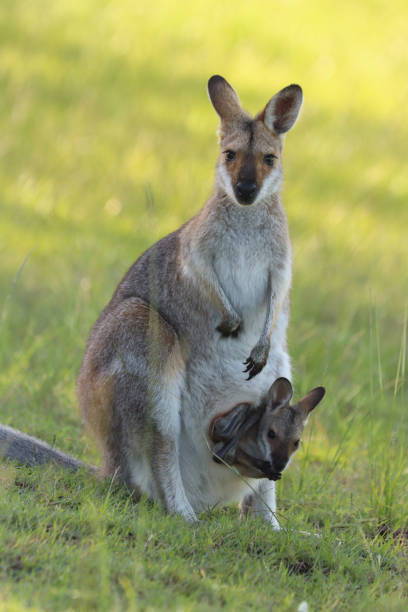 istock Wallaby with a big baby in her pouch 998552568