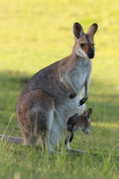 istock Wallaby with a big baby in her pouch 998553860