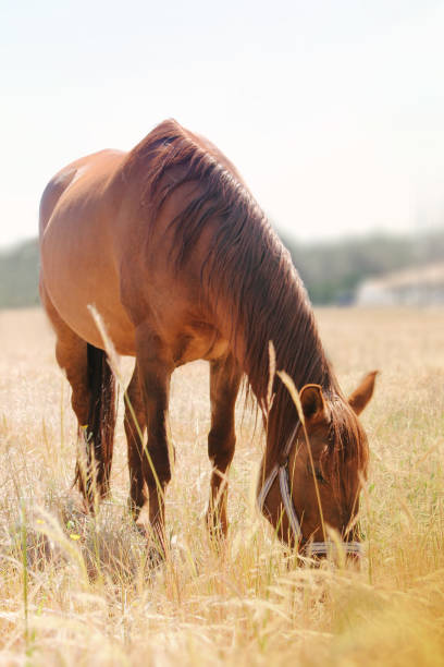 istock Brown horse peacefully grazing in field 998556868