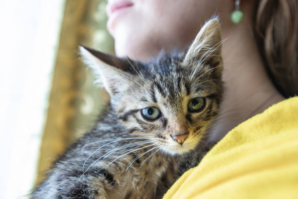 istock Funny striped kitten smiling at home. Tabby cat 998558964
