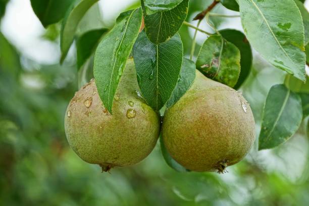 istock large wet green pears on a branch with leaves 998567610