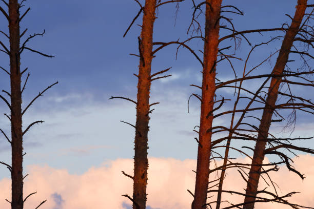 Forest and clouds. Landscape with silhouettes of trees. Natural location. Large white cloud behind forest.