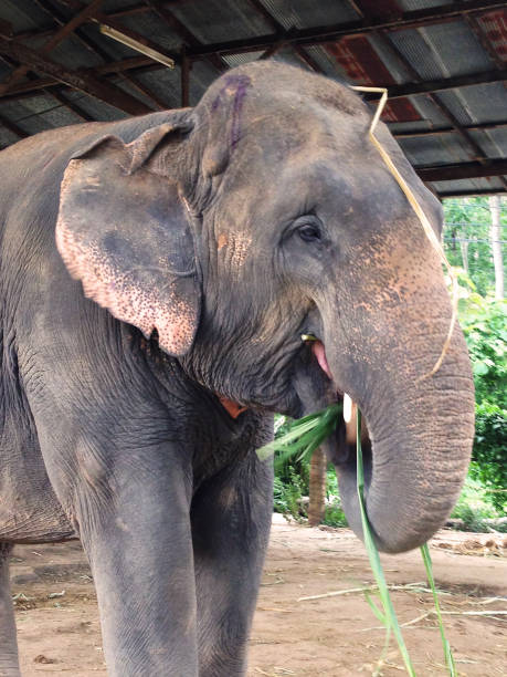 istock elephant in Chiang Mai, Thailand 998588078