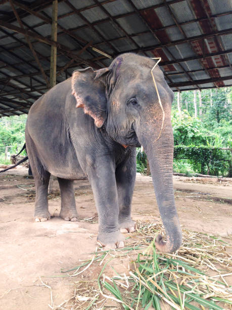 istock elephant in Chiang Mai, Thailand 998588114