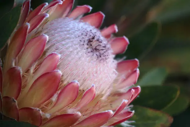 Extreme close up of a single blooming protea flower