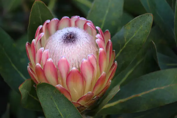 Close up of a pink protea flower, showing some of its green healthy leaves