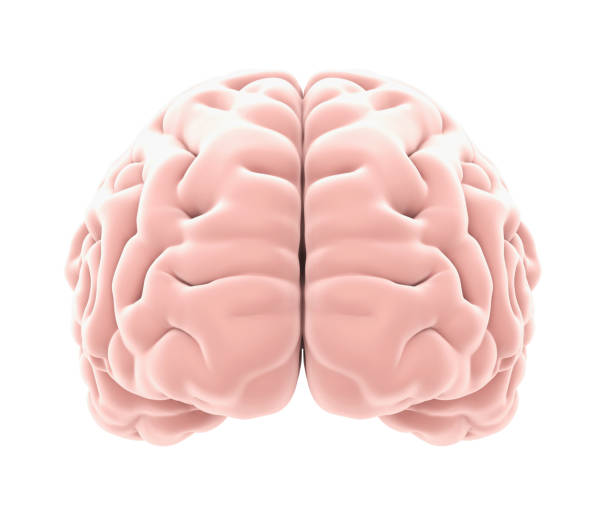 human brain anatomy isolated - frontal lobe imagens e fotografias de stock