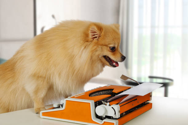 lustiger pommerschen hund auf einem vintage schreibmaschine zu tippen - spitz type dog fotos stock-fotos und bilder