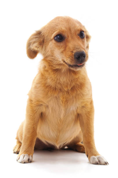 istock Little brown puppy. 998598982