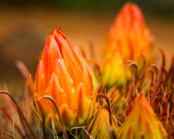 istock Cactus Flowers After the Rain 998610660