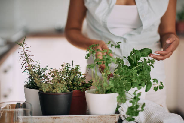 istock Beautiful mixed race woman gardening. 998613036