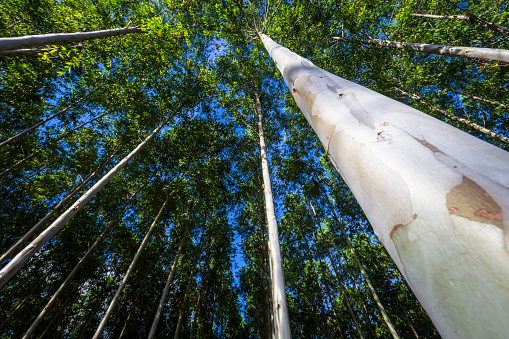 High Eucalyptus trees for paper industry