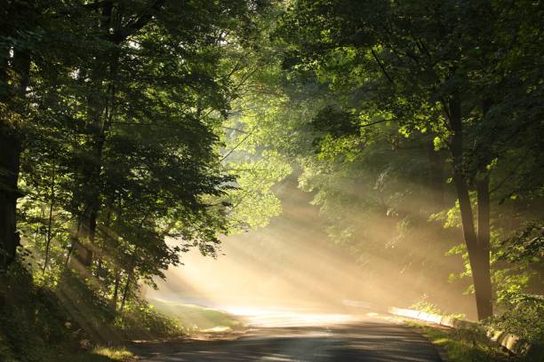 istock Country road at dawn 998614328