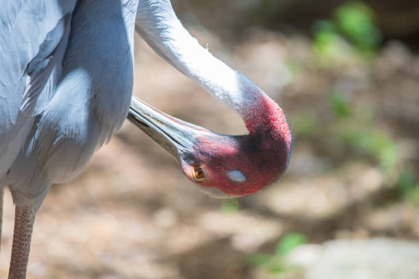 Portrait of white-necked crane.