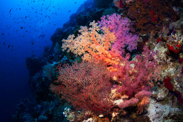 istock Coral reefs of the Red Sea. 998617062
