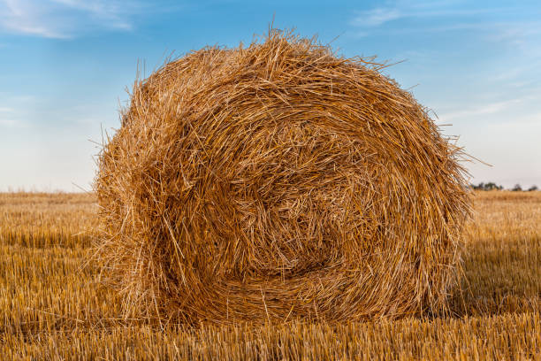 a bale of straw - wheat sunset bale autumn imagens e fotografias de stock
