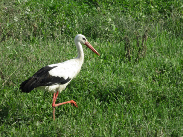 istock White stork walking in a green grass on a swamp 998620960