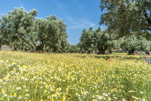 Olive tree flowers
