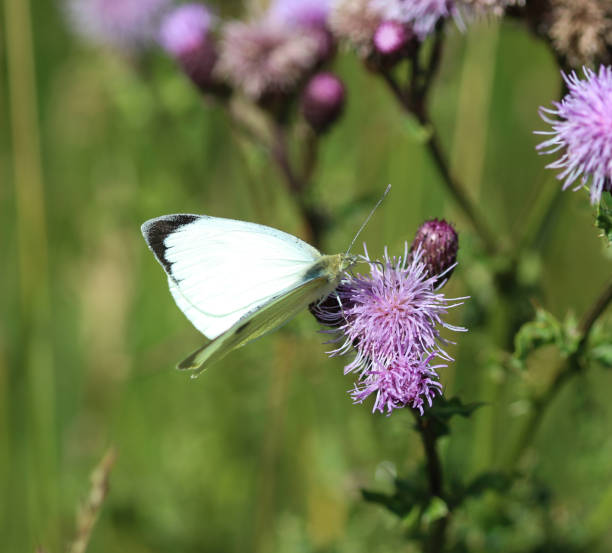 istock Pieris brassicae butterfly, the large white, also called cabbage butterfly, cabbage white, cabbage moth 998630242