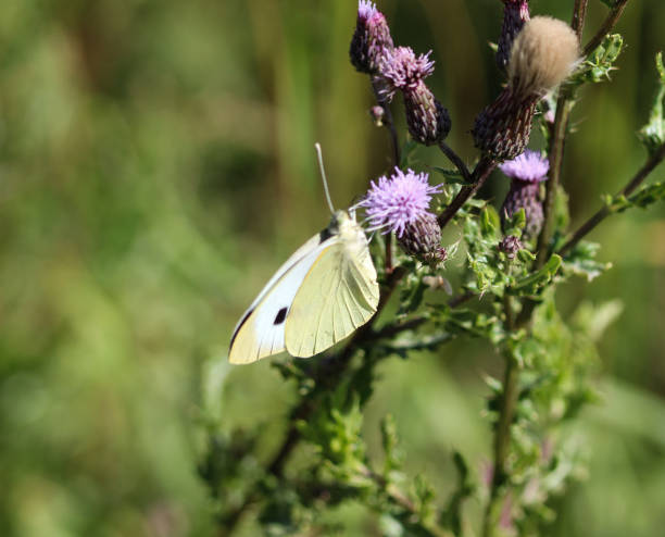 istock Pieris brassicae butterfly, the large white, also called cabbage butterfly, cabbage white, cabbage moth 998631620