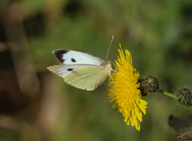 istock Pieris brassicae butterfly, the large white, also called cabbage butterfly, cabbage white, cabbage moth 998631670