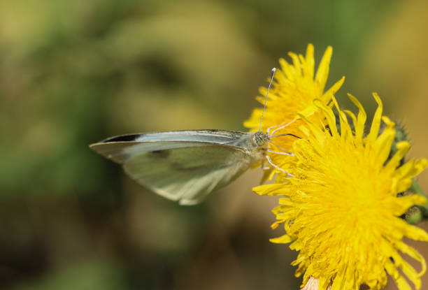 close up of large white butterfly