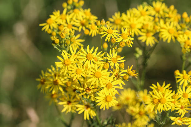 istock Jacobaea vulgaris flower blooming in spring, Common names include common ragwort, stinking willie, tansy ragwort, benweed 998632348