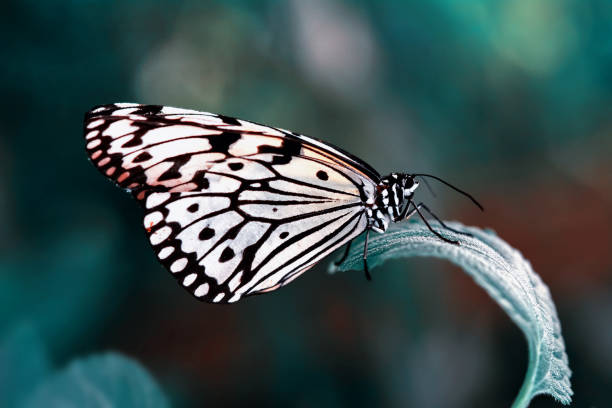 istock Closeup  beautiful butterfly . 998637858