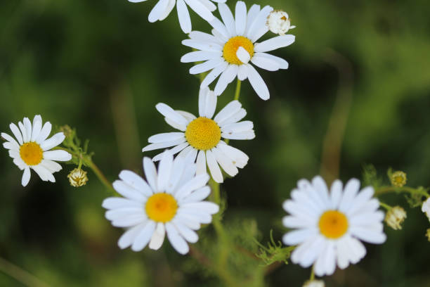 istock Tripleurospermum inodorum, common names scentless false mayweed, scentless mayweed, scentless chamomile, wild chamomile, mayweed, false chamomile, and Baldr's brow, blooming in forest 998642350