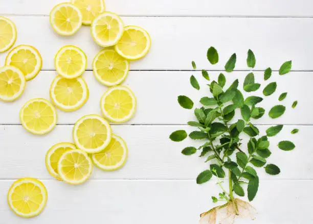fresh mint with root and lemon slices on white wooden background