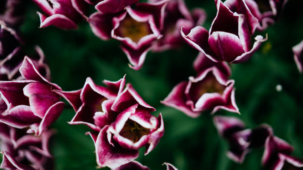 istock Tulip photo detail 998643892
