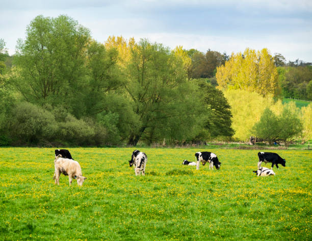 istock Cattle grazing in buttercup-filled watermeadows 998646316