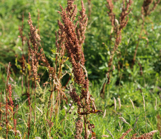 Rumex obtusifolius, commonly known as bitter dock, broad leaved dock, bluntleaf dock, or butter dock stock photo