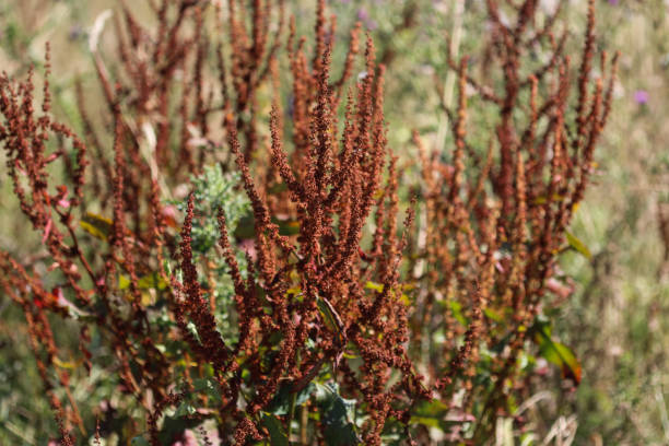 istock Rumex obtusifolius, commonly known as bitter dock, broad leaved dock, bluntleaf dock, or butter dock 998647612
