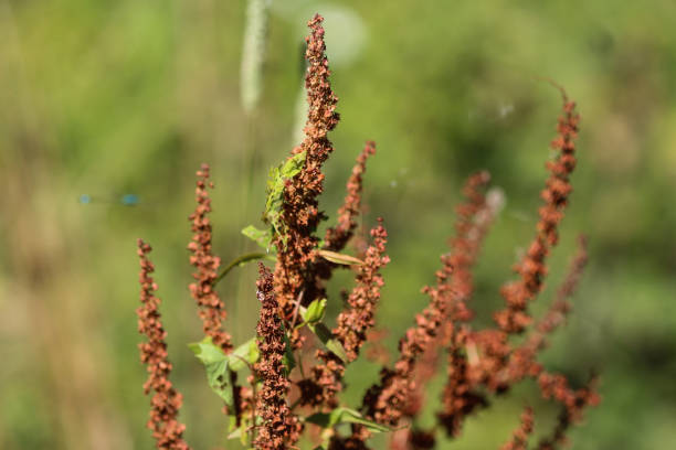 istock Rumex obtusifolius, commonly known as bitter dock, broad leaved dock, bluntleaf dock, or butter dock 998647614