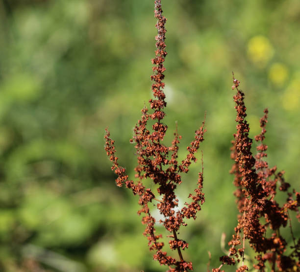 istock Rumex obtusifolius, commonly known as bitter dock, broad leaved dock, bluntleaf dock, or butter dock 998647618