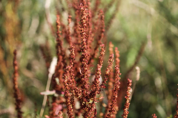 istock Rumex obtusifolius, commonly known as bitter dock, broad leaved dock, bluntleaf dock, or butter dock 998647628
