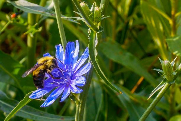 Bumble Be on Blue Wildflower pollinating Close up of bee standing on petals of flower collecting nectar illinois nature stock pictures, royalty-free photos & images